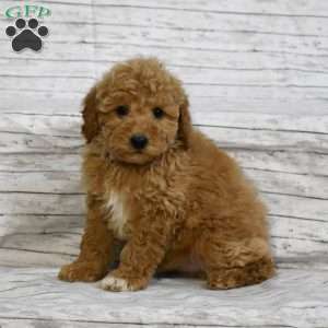 Snowflake, Mini Goldendoodle Puppy